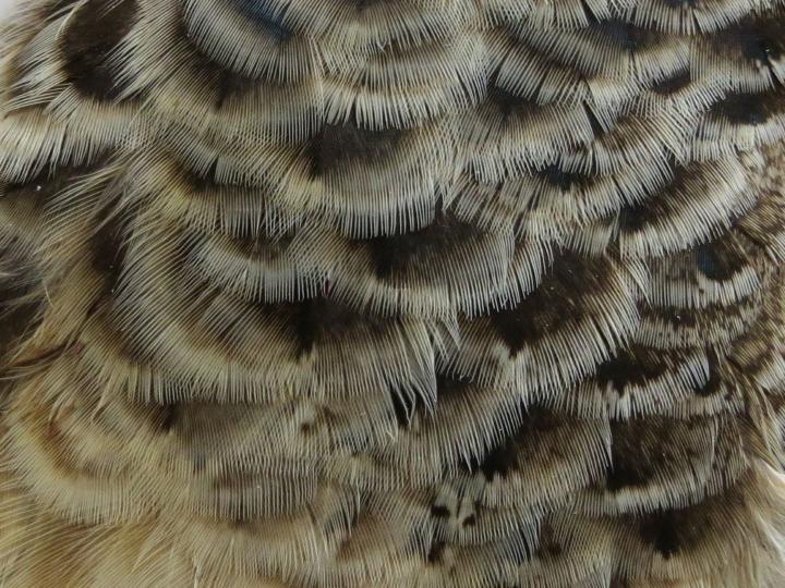Natural White Tip Feathers Layered