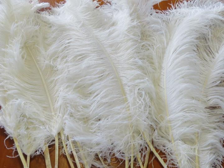 Ostrich Plumes