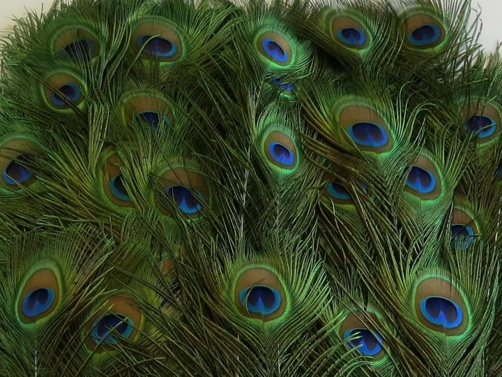 Peacock Eye Feathers Long Bulk