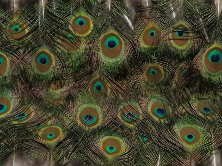 Peacock Eye Feathers Tiny Eyes Bulk