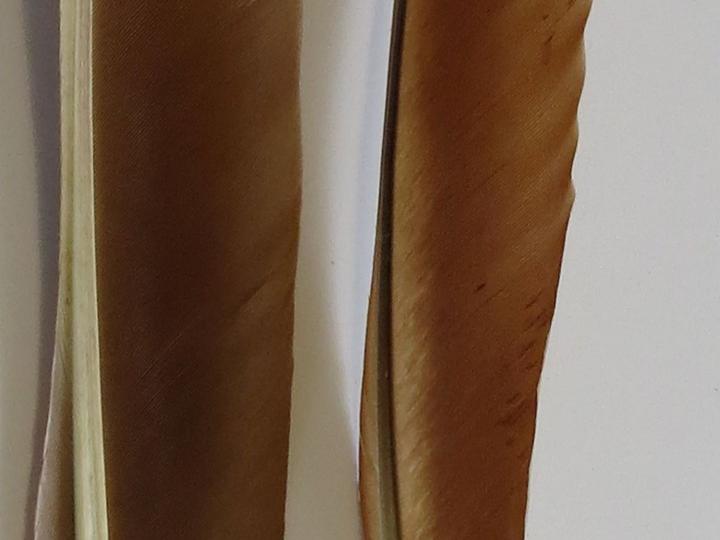 Peacock Primary Wing Quill Feathers Closeup