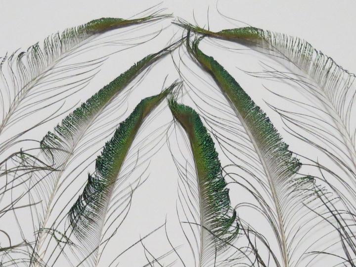 Peacock Sword Feathers Long