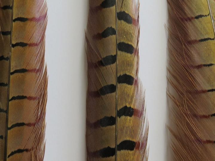 Pheasant Tail Feathers Extra Long Closeup