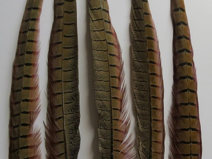 Pheasant Tail Feathers Long Closeup