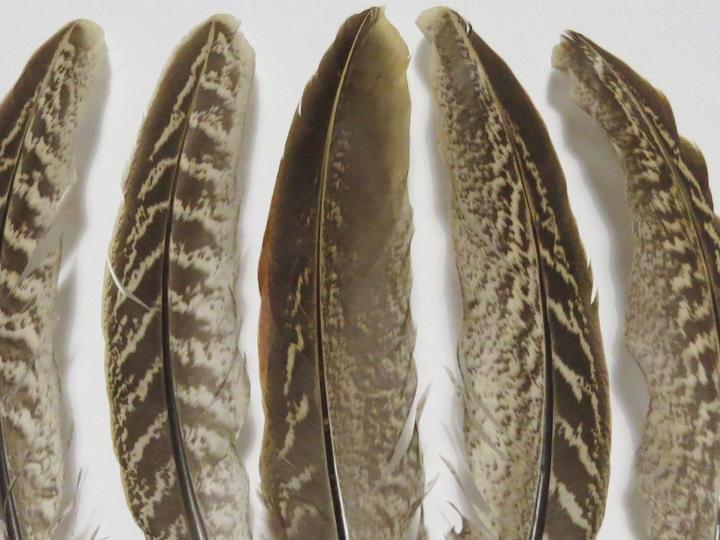 Pheasant Wing Quill Feathers Closeup