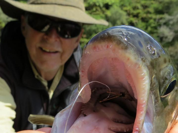 Rainbow Trout on a Goddard Caddis Dry Fly