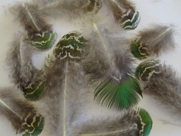 Shimmering Green Loose Feathers Closeup