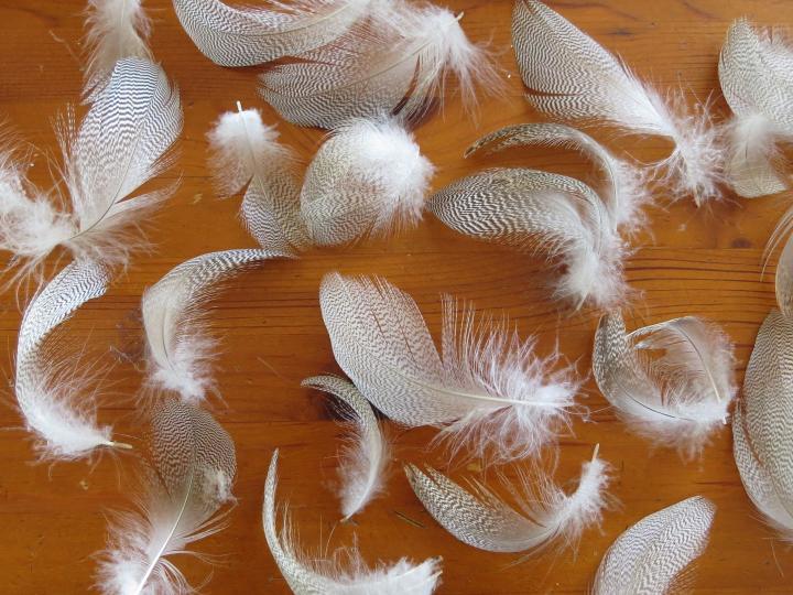 Speckled Light Feathers Closeup