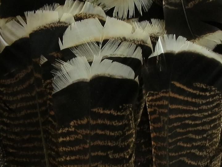 Turkey Flats Feathers Bulk