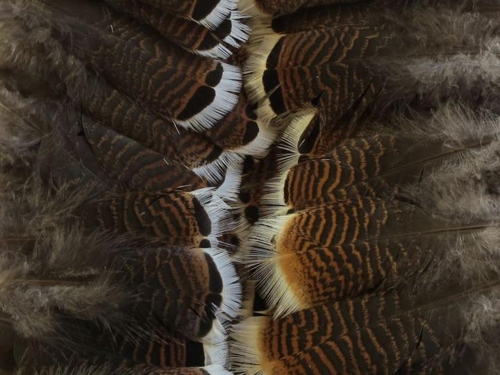 Turkey Flats Short Feathers Bulk