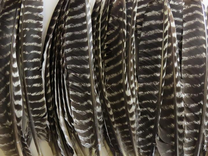 Turkey Primary Wing Quill Feathers Bulk