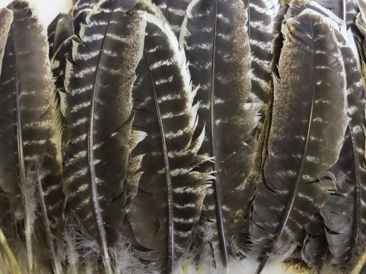 Turkey Wing Quill Feathers Bulk