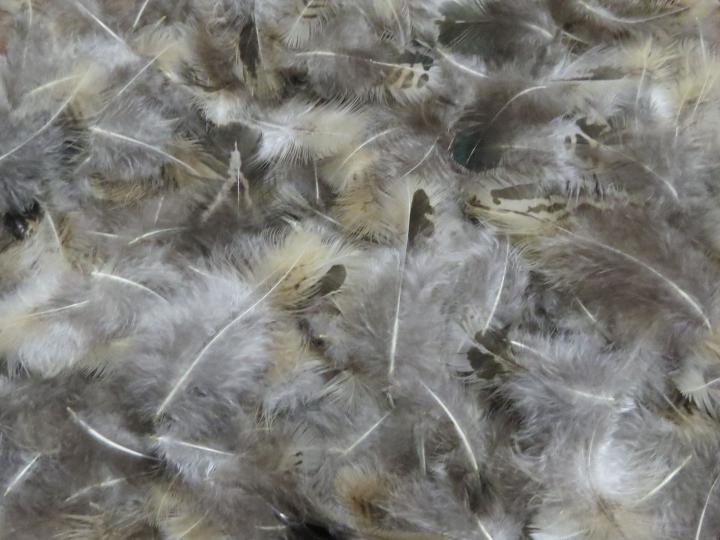 Vanilla Green Feathers Bulk