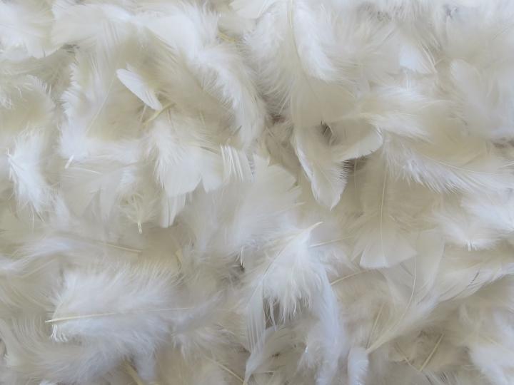 White Square Tipped Feathers Bulk