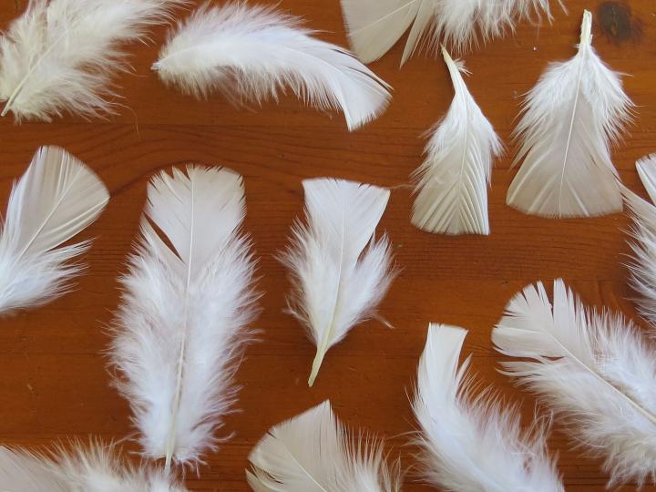 Turkey feathers shop for sale
