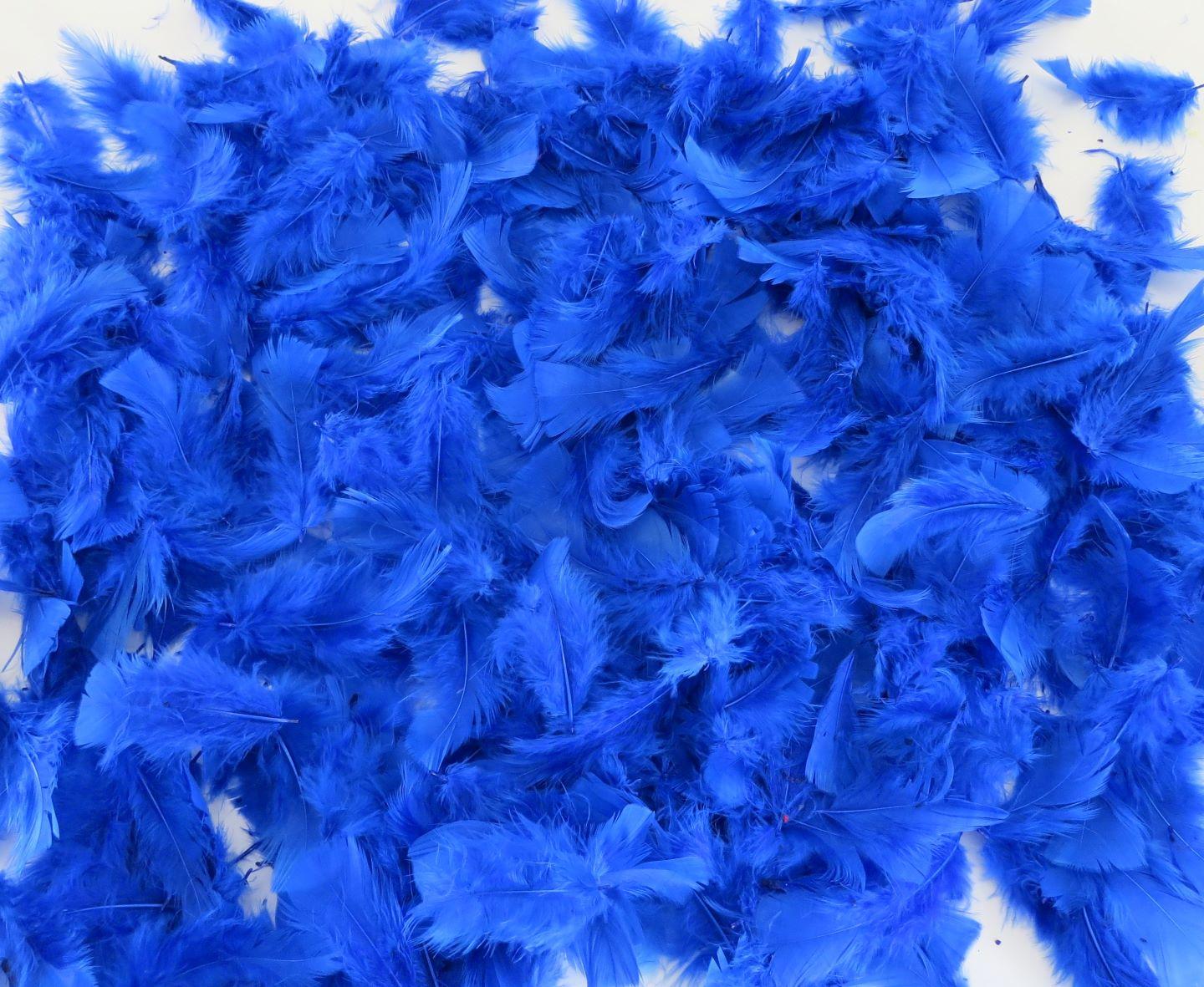 32,000+ Blue Plumage Pictures