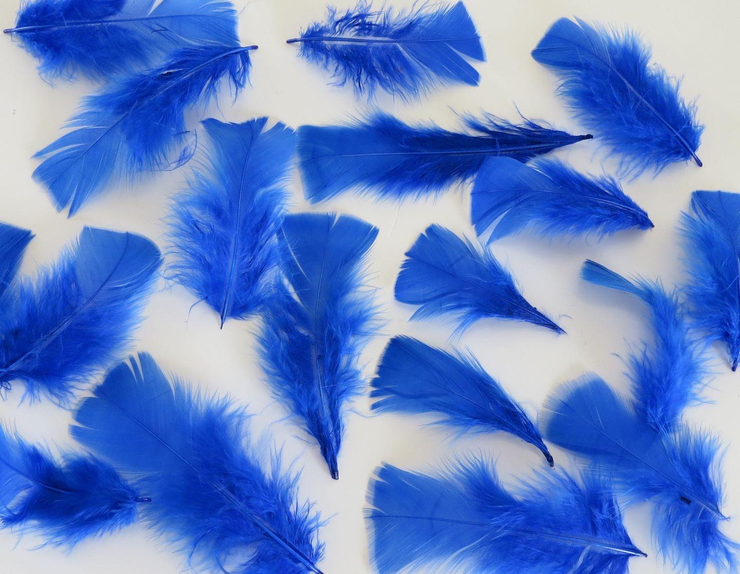 Blue Feathers