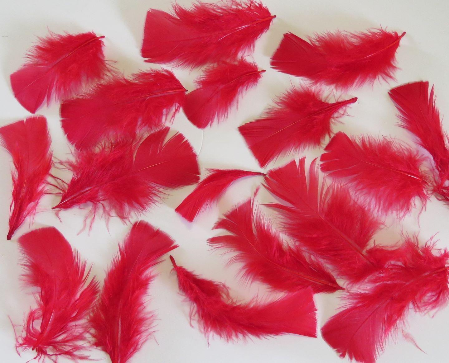 Red Turkey Plumage Feathers - Feathergirl