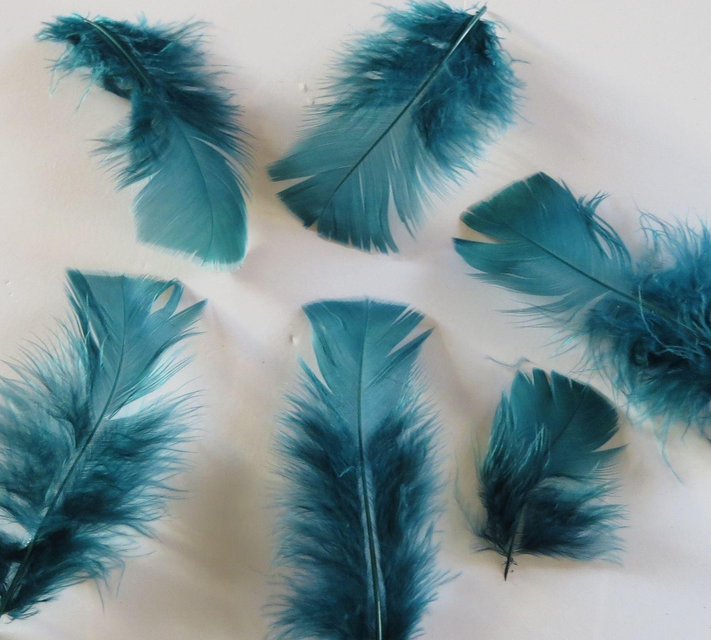 Teal Turkey Plumage Feathers - Feathergirl