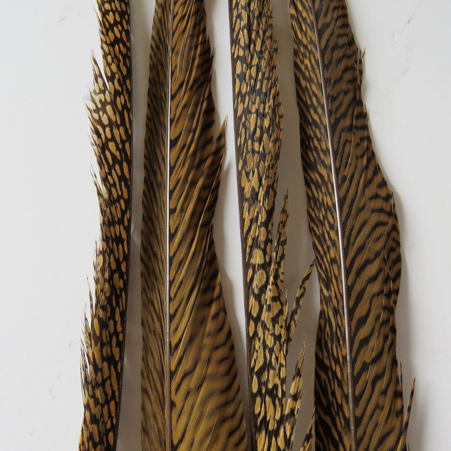 Golden Pheasant Tail Feathers - Feathergirl