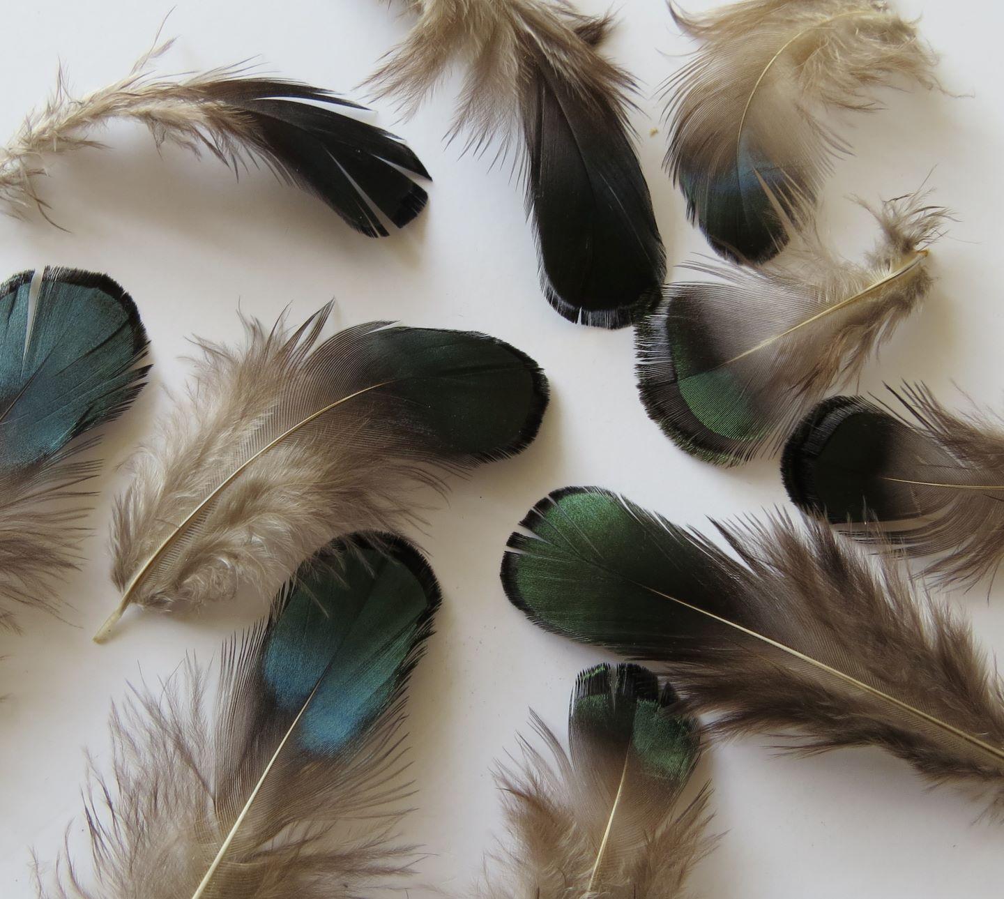 Lady Amhurst Green Loose Feathers - Feathergirl