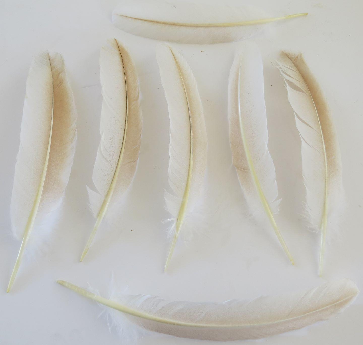 White and Ginger Turkey Quill Feathers Feathergirl