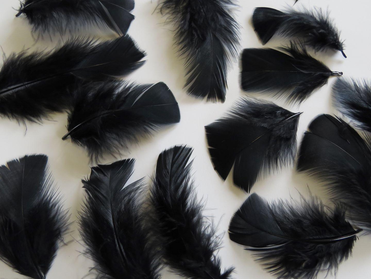 https://www.feathergirl.co.nz/sites/www.feathergirl.co.nz/files/styles/full_1440/public/product-images/black-turkey-plumage-feathers-closeup.jpg
