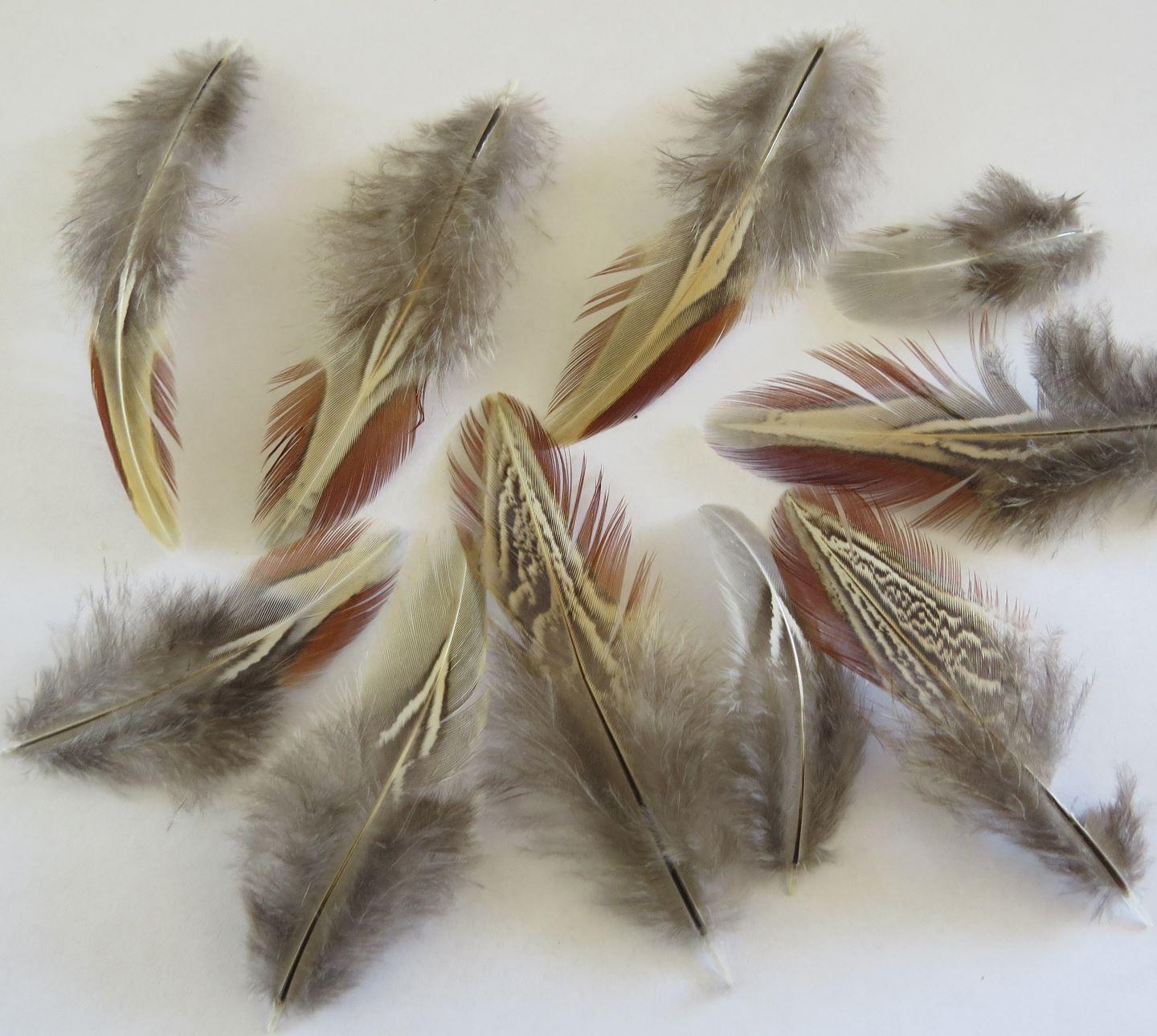 Cerise and Cream Feathers - Feathergirl