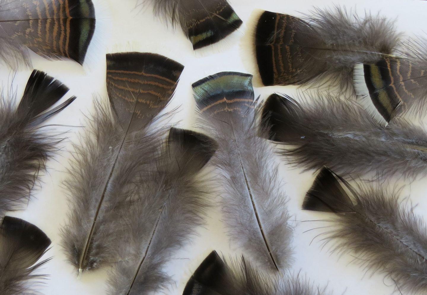 Dark Square Tipped Feathers - Feathergirl