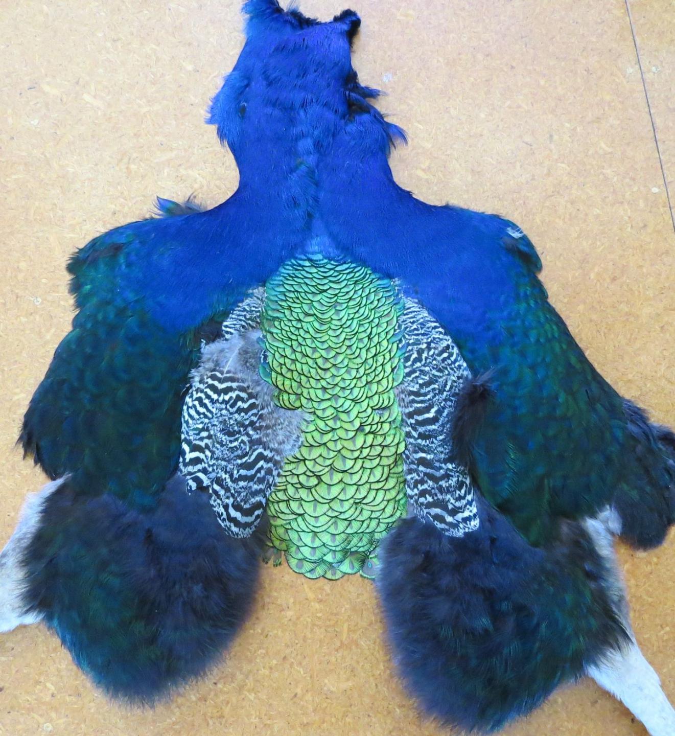 Peacock Pelt - Feathergirl