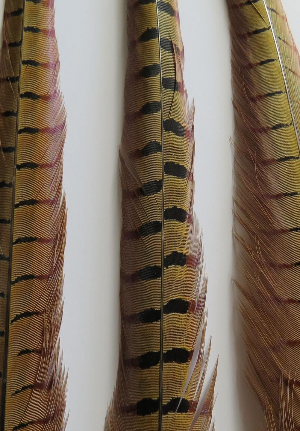 Pheasant Tail Feather