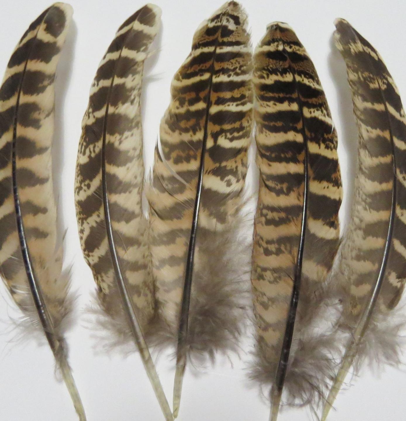 https://www.feathergirl.co.nz/sites/www.feathergirl.co.nz/files/styles/full_1440/public/product-images/pheasant-wing-quill-feathers-beige-closeup.jpg