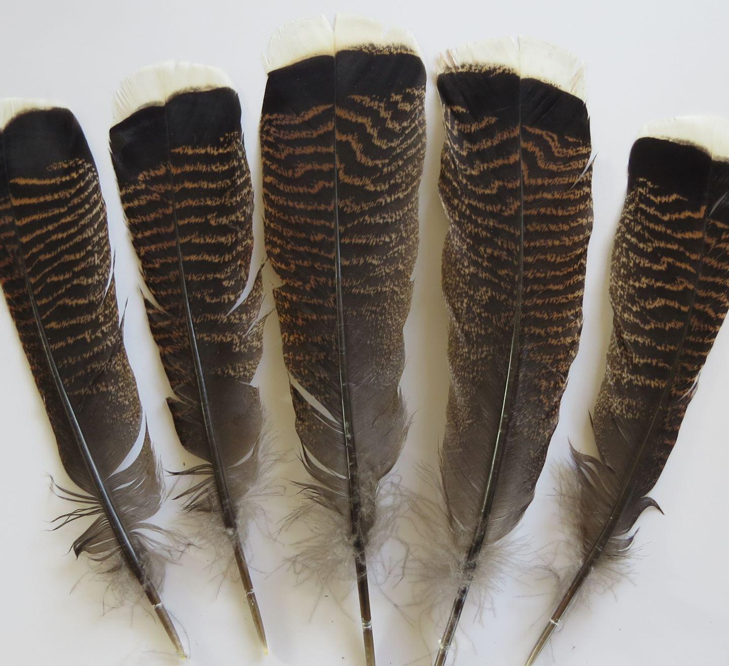 Smudging Turkey Feathers — Wildflower Centre for Natural Healing