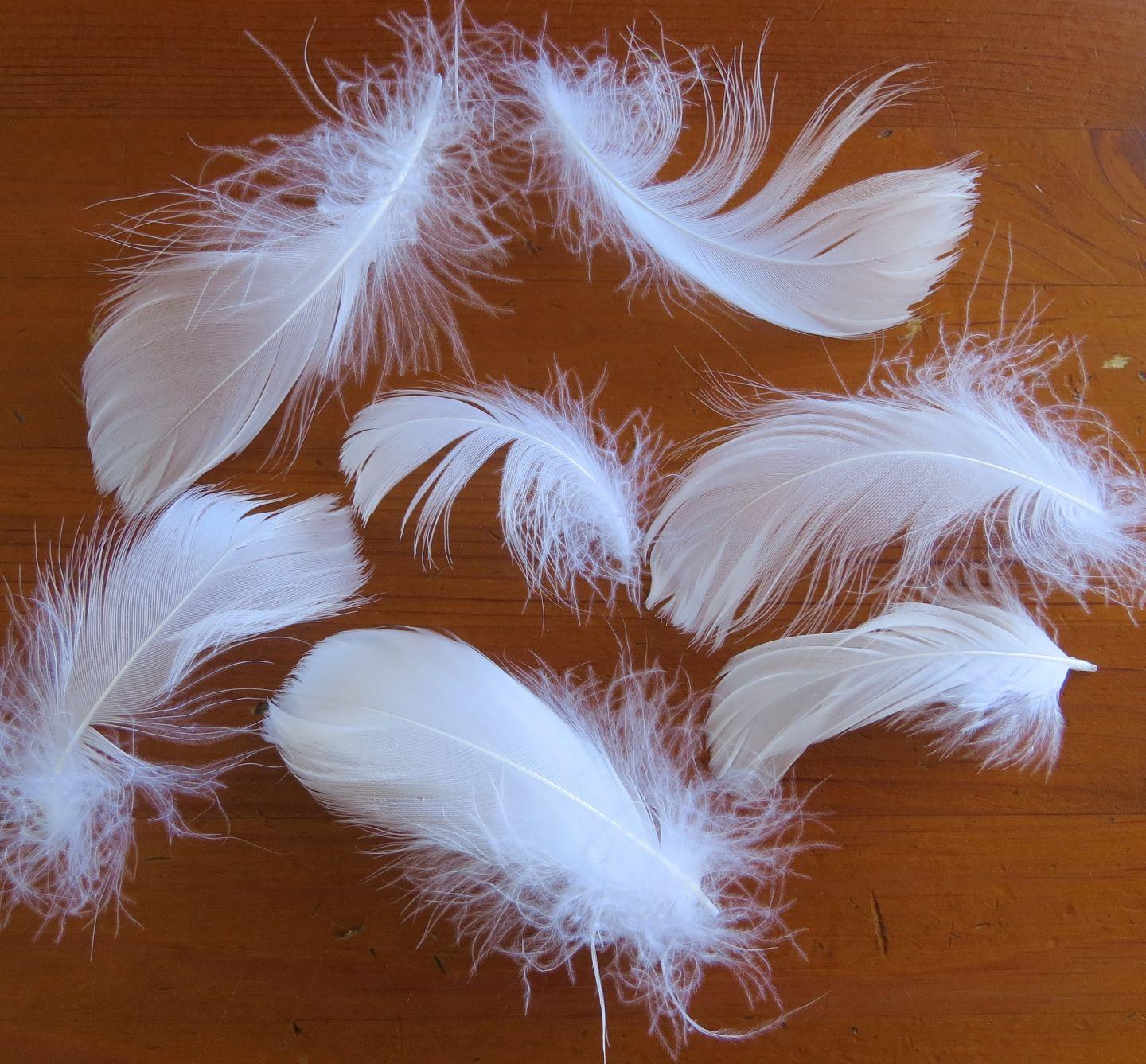 White Goose Loose Feathers - Feathergirl