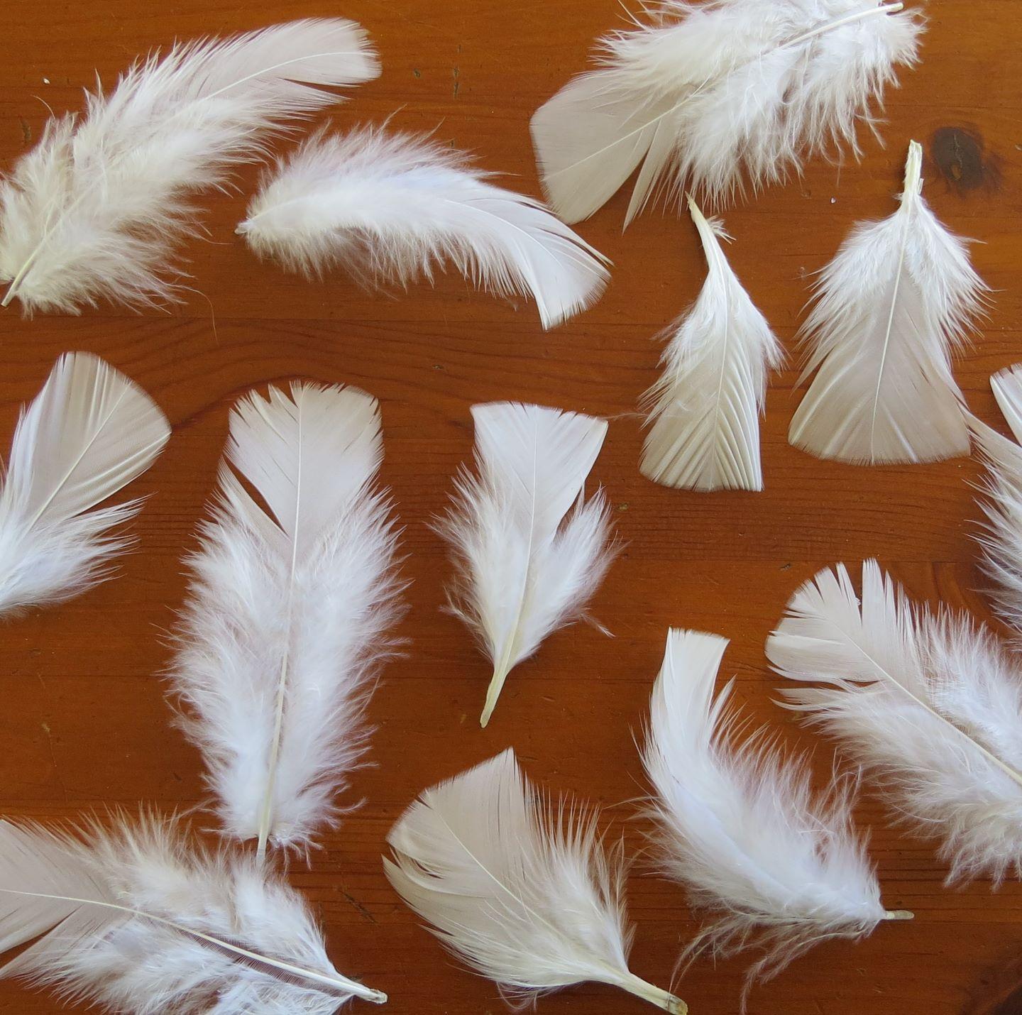 White Turkey Plumage Feathers - Feathergirl