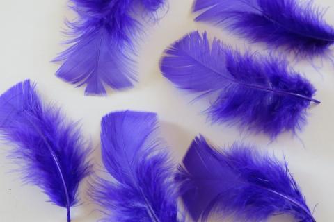 Purple Turkey Plumage