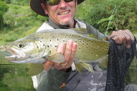 Brown on a grey ghost