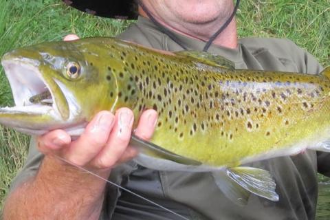 Brown Trout on a Deer Hair Cicada