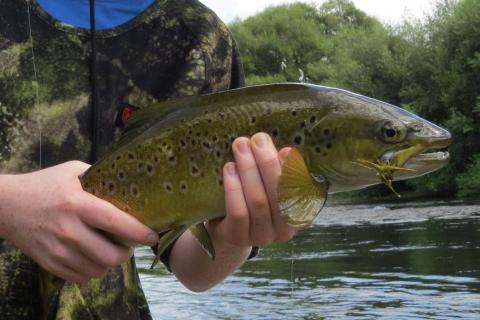 Kadin's Brown Trout on a Cicada