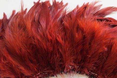 Crimson Schlappen Feathers Strung Closeup