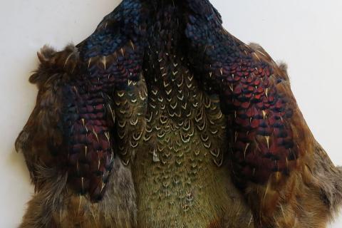 melanistic-pheasant-pelt.jpg