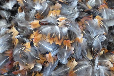 Copper and Blue Short Feathers Bulk