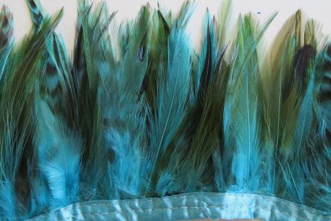 Aqua ginger hackle banded feathers