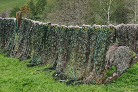 peacock tails
