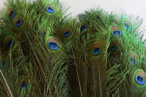 Peacock-Eye-Feathers-Extra-Long