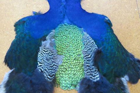 Peacock Pelt