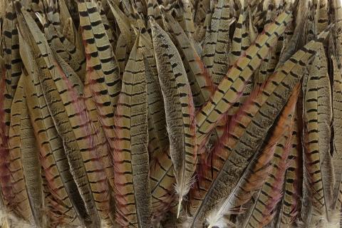 Pheasant Tail Feathers Medium Bulk