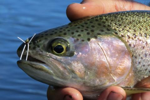 Rainbow on a Bead Head Pheasant Tail Nymph with Rubber Legs
