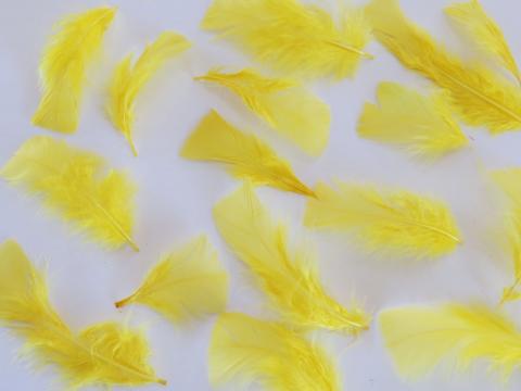 Yellow Turkey Plumage Closeup