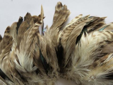 Grey Chinchilla Coque Tail Feathers Strung Close up